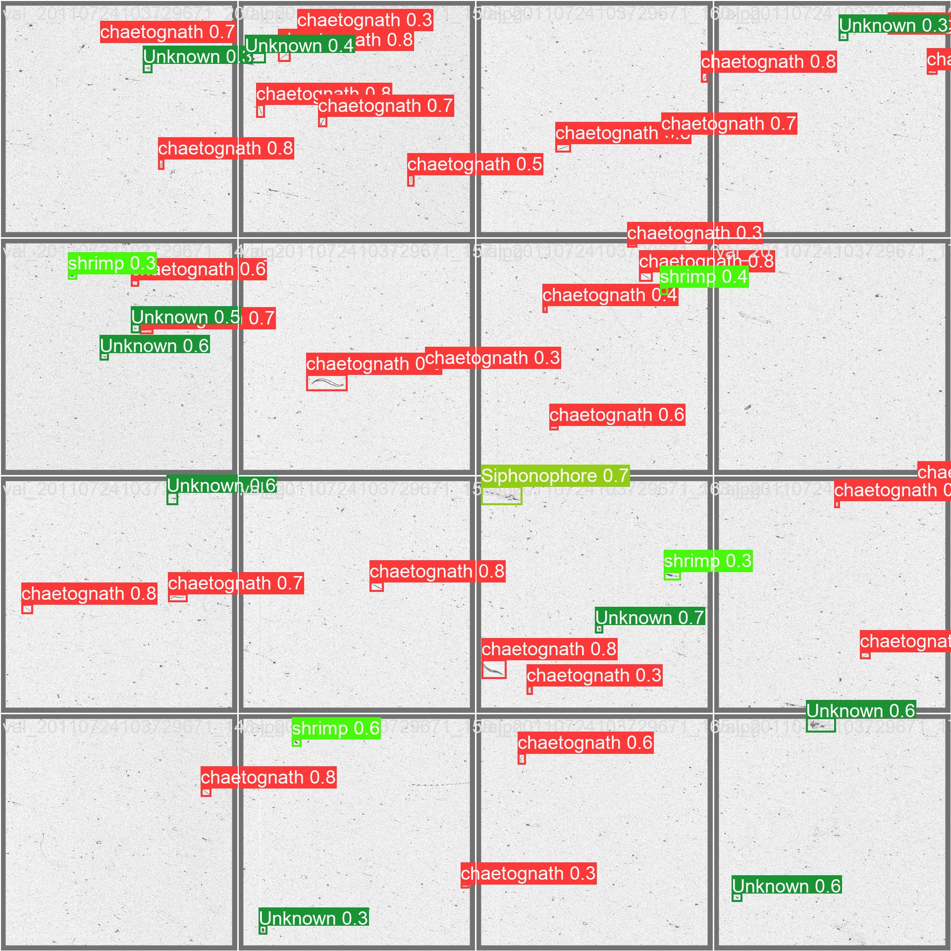 zooplanktons classification