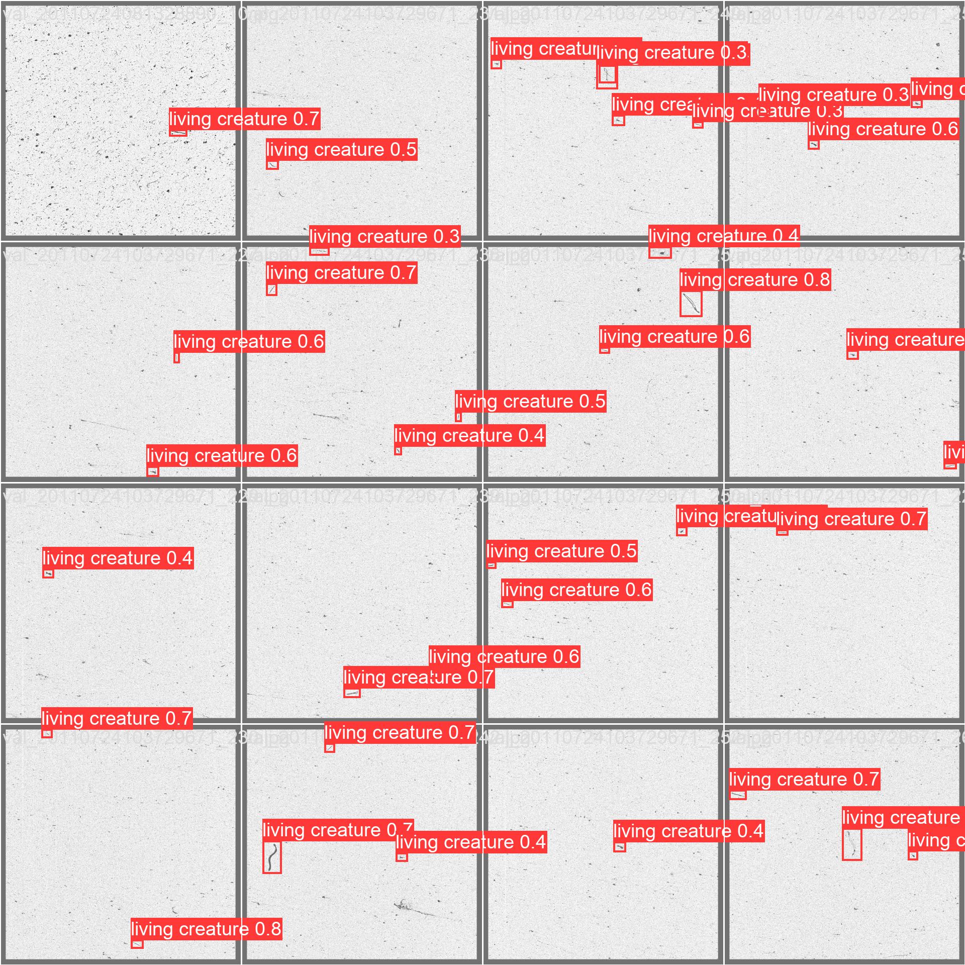 zooplanktons detection